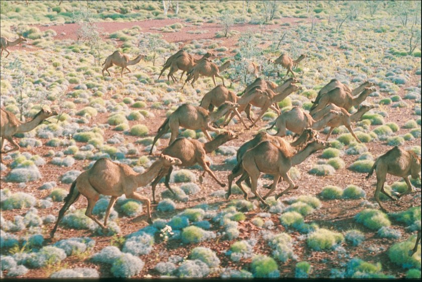 Feral camels