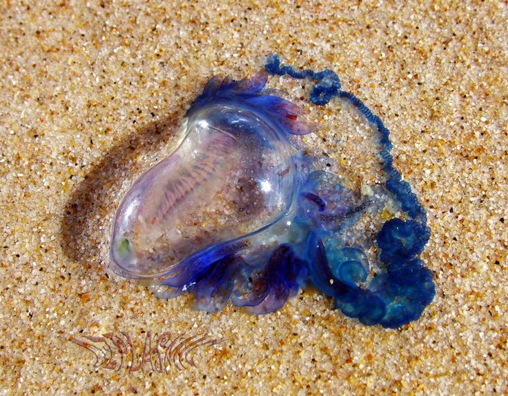 83284d026c0bc64b2ed4a4578b172837--jellyfish-sting-jellyfish-art